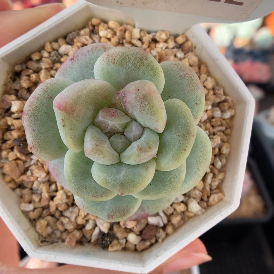 2312冰玉石化多肉植物