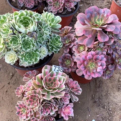 738三颗法师多肉植物