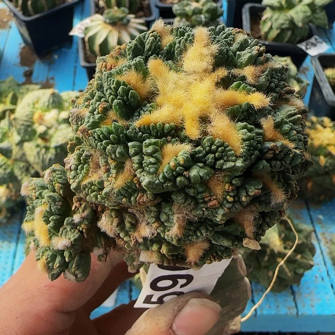 龟甲590仙人球开花