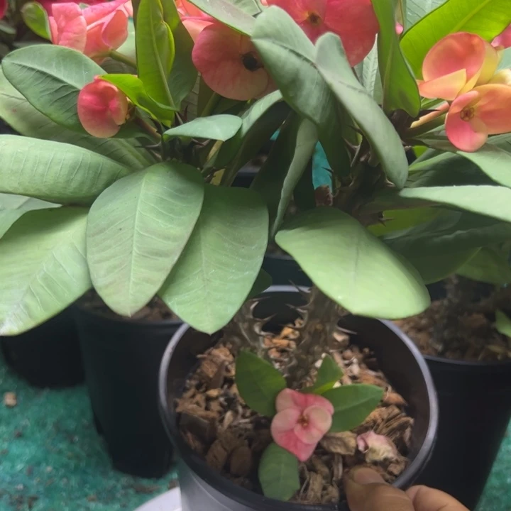 泰品扦插一物一拍