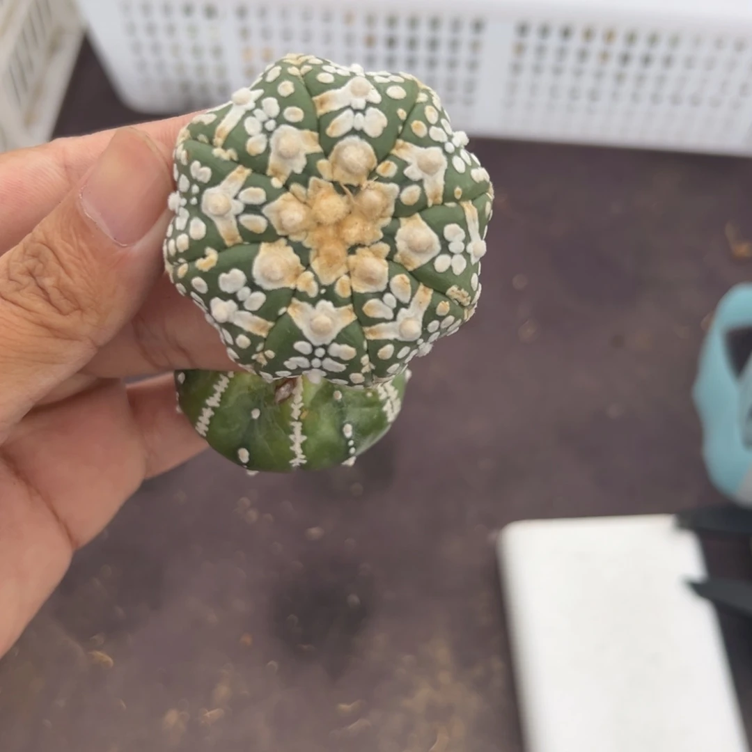 辉04号兜仙人球多肉植物