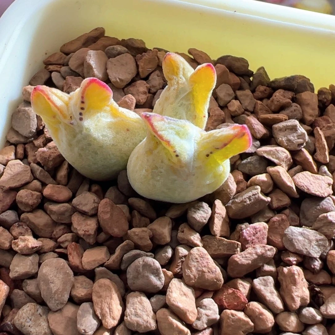 干*笑113。园艺优选985猪蹄