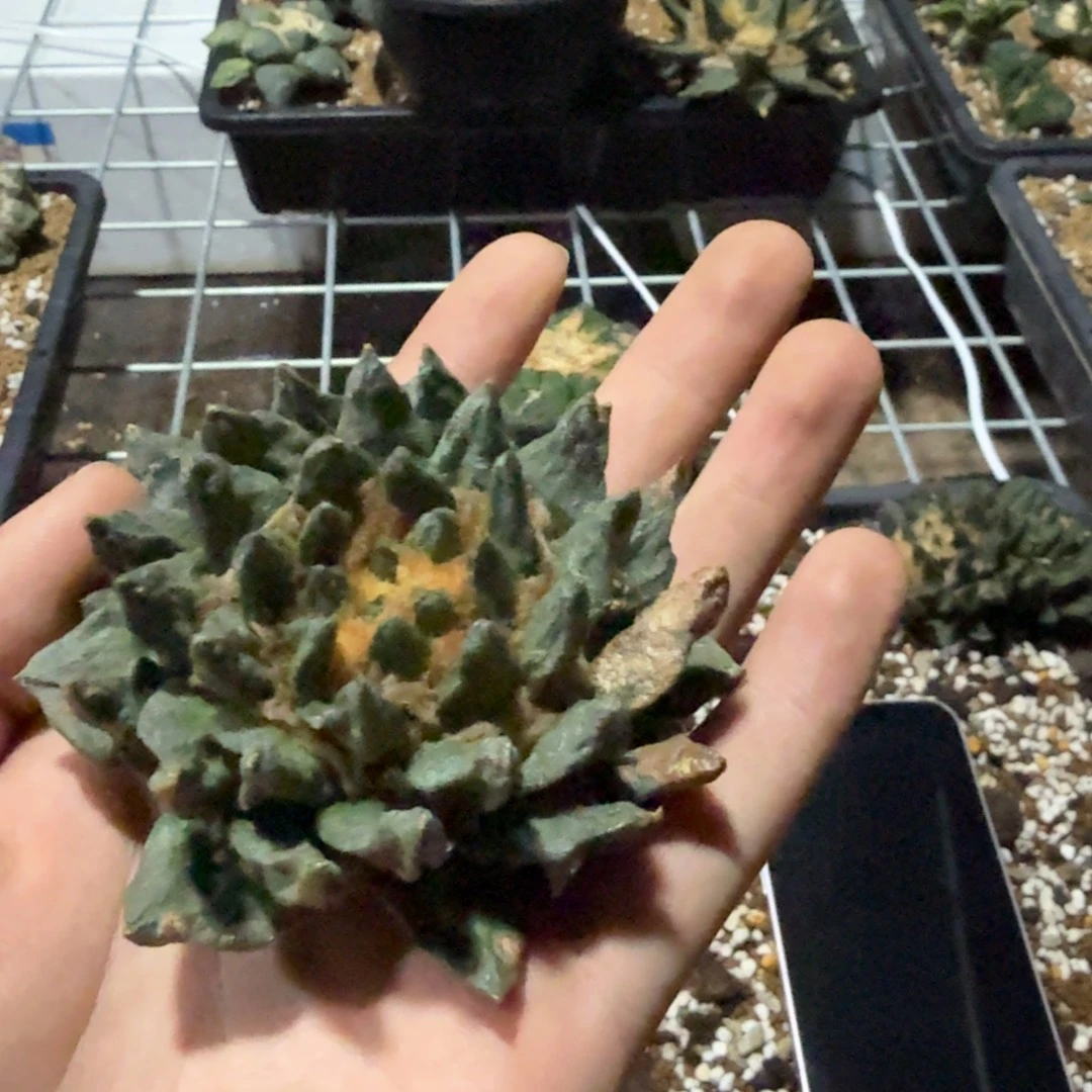 云***轻仙人球开花一个福利品有跟