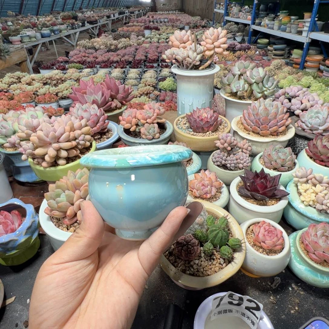 特价花盆满50发货 内口6