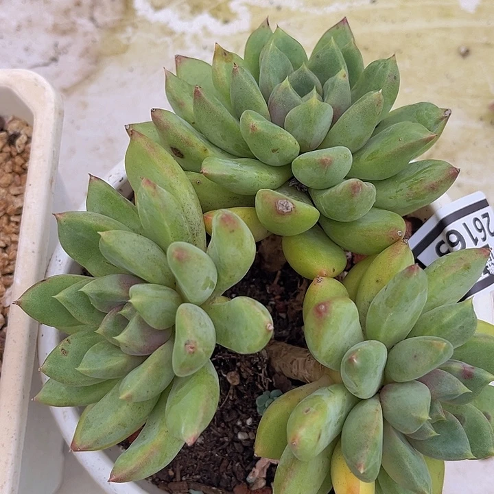 红象牙26165多肉植物