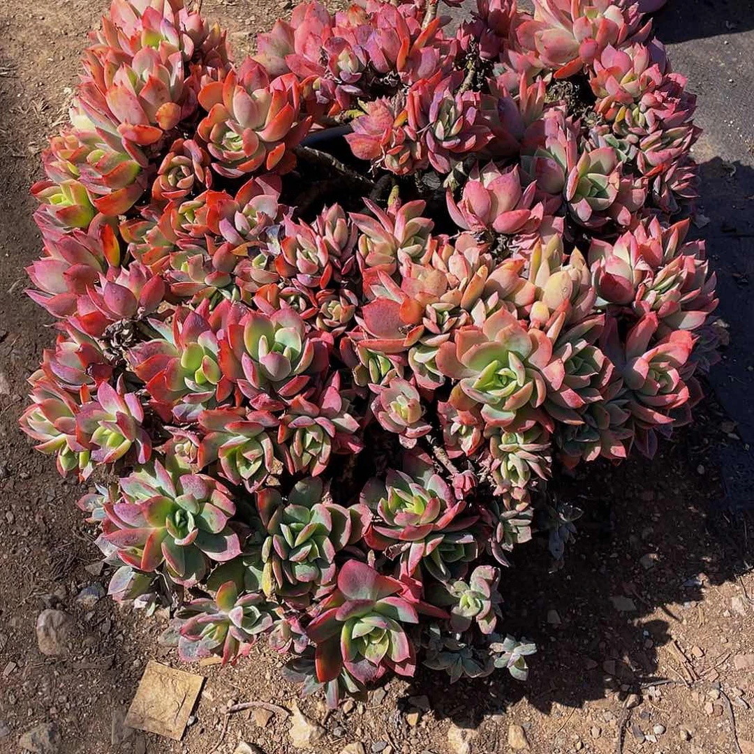 莉*绮啰仙子多肉植物