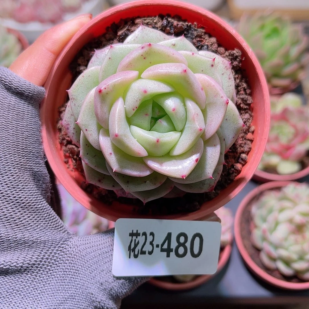 花23-480新品单头