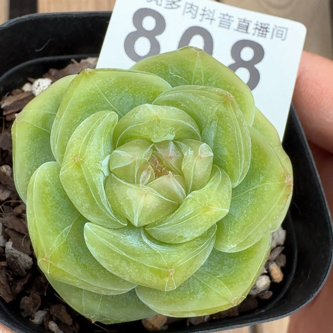 绿钻珍妮         多肉植物