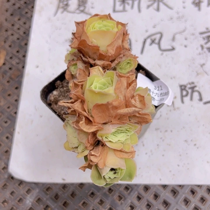 511 裸根不带土发货不包损