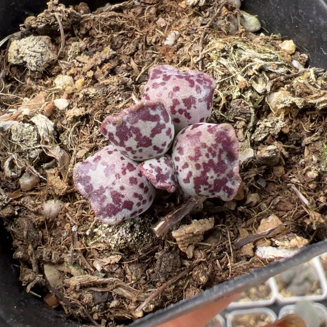 灵*达摩海豹多肉植物水泡