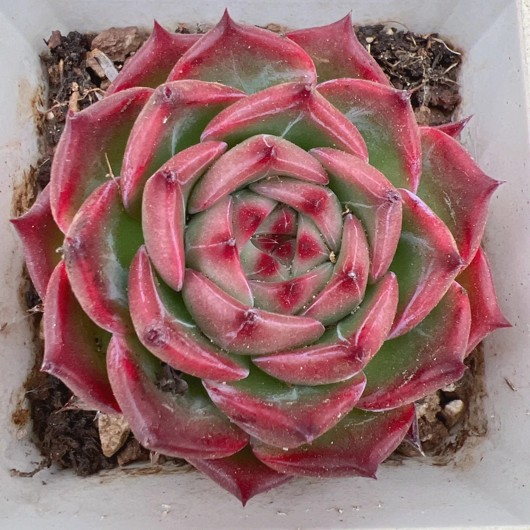 90#单头芙罗拉多肉脱土