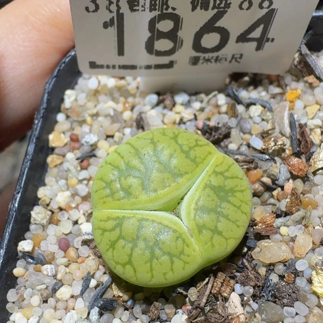 Ssss精品生石花1864