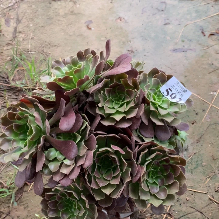593梅花绣球西棚00