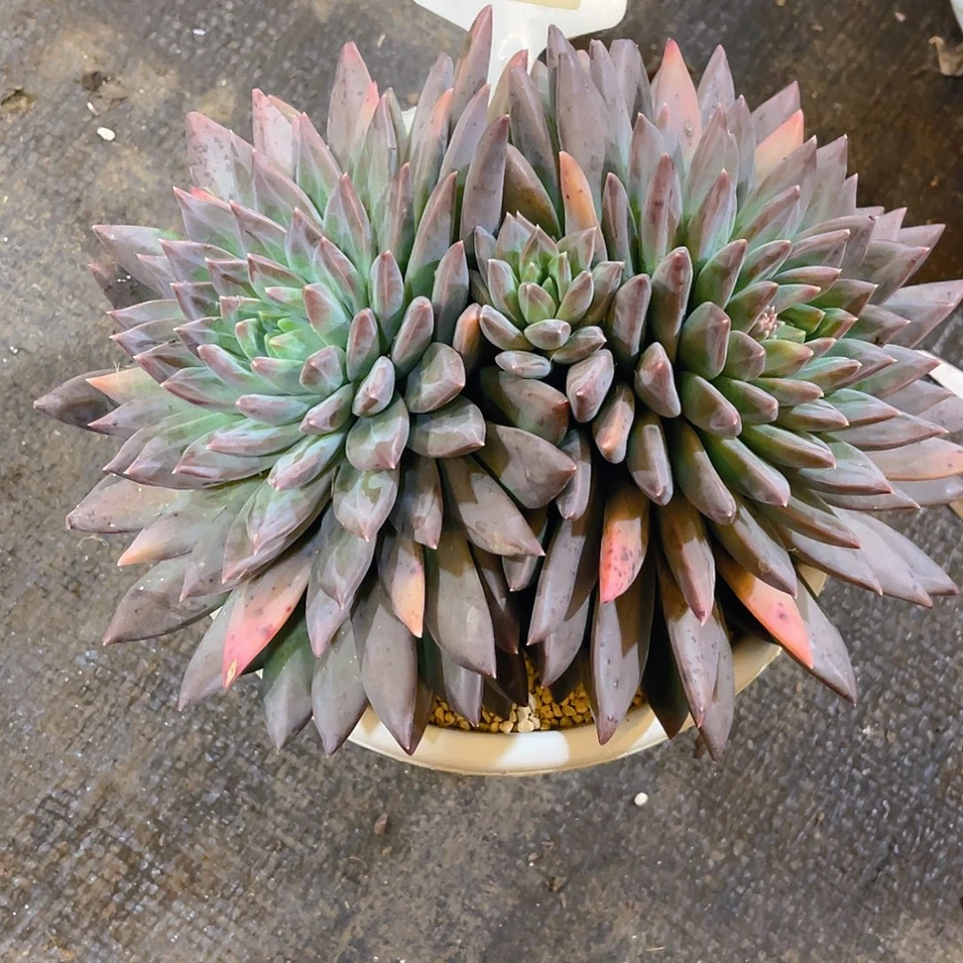 小***王0000000000000648