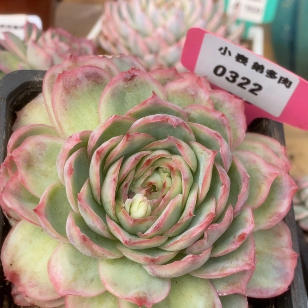322侧影玫瑰锦锦锦锦锦