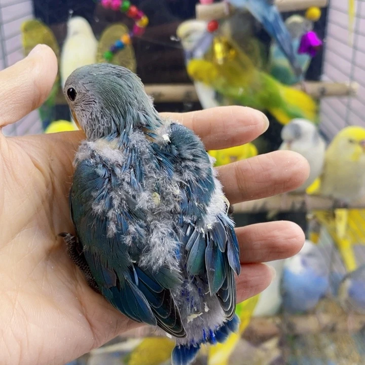 桃脸牡丹鹦鹉一只牡丹