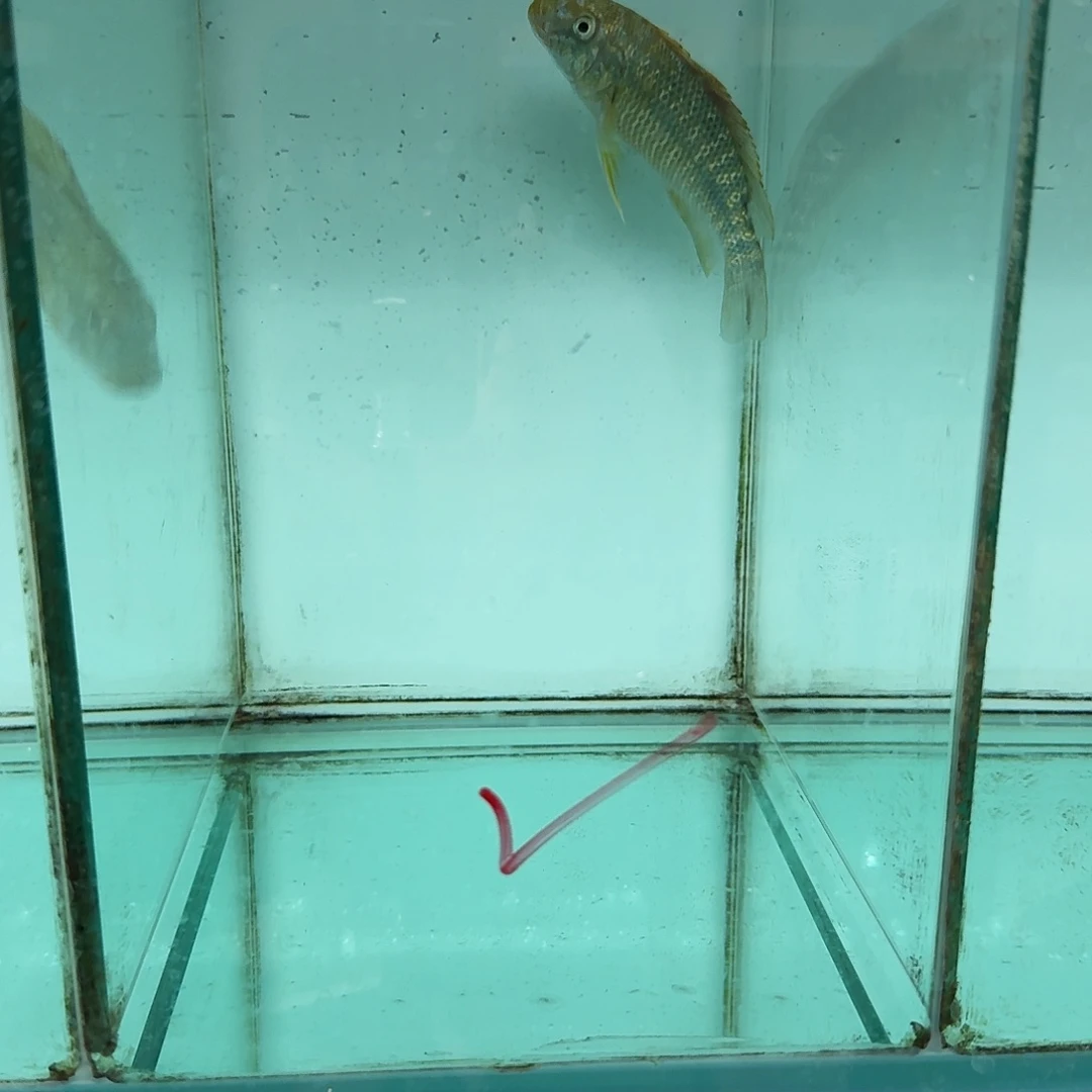 A***️海水卡桑加绿龙1431。
