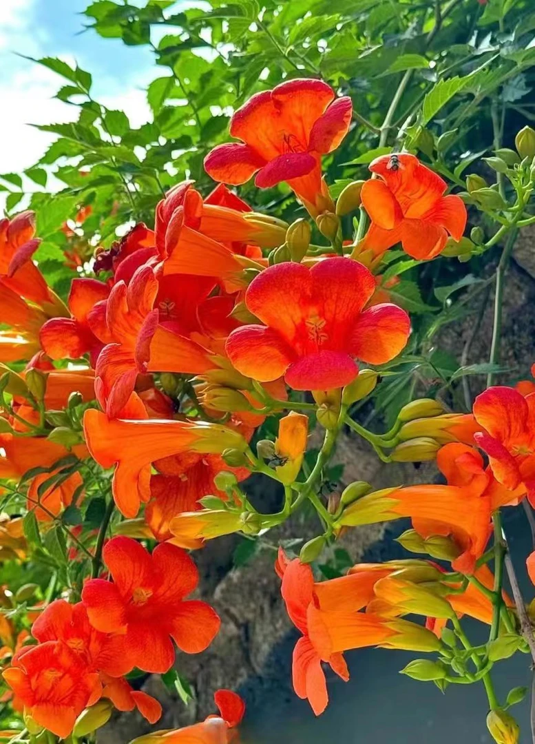 凌霄花卉爬藤耐寒耐热植物庭院地栽盆栽花量大花期长园艺开花苗木