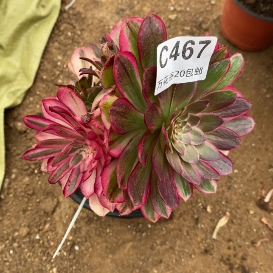 467倾城变异砍过多肉植物