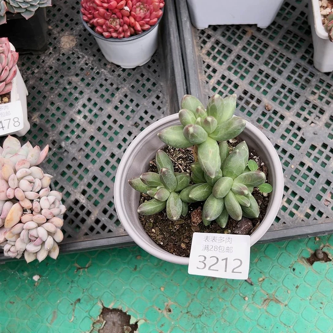 9号顺*我们的确是一3212