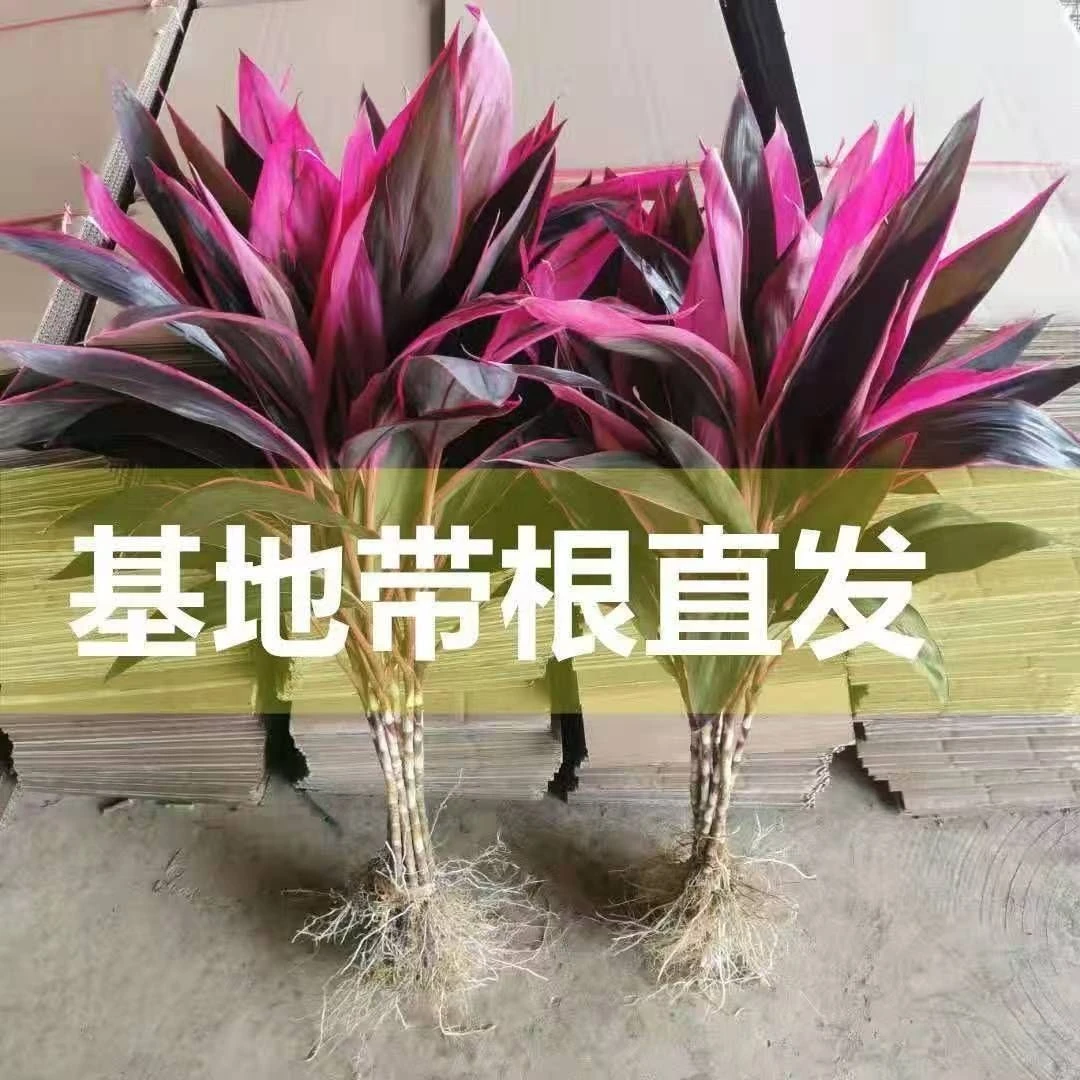 带根鸿运竹富贵竹水培土栽绿植室内净化空气好养美观