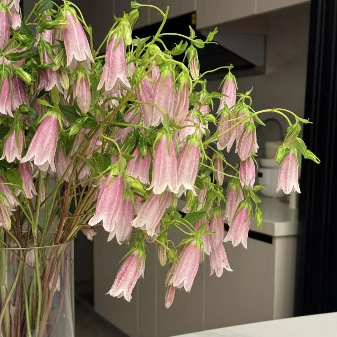 【植迷不误】紫斑风铃花 高端鲜切花插花 云南鲜花基地包邮直发