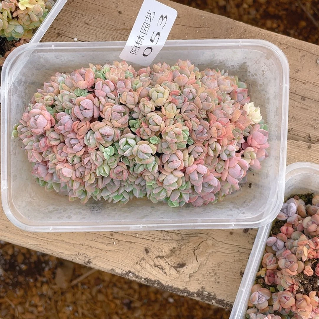 多肉植物多肉植物53