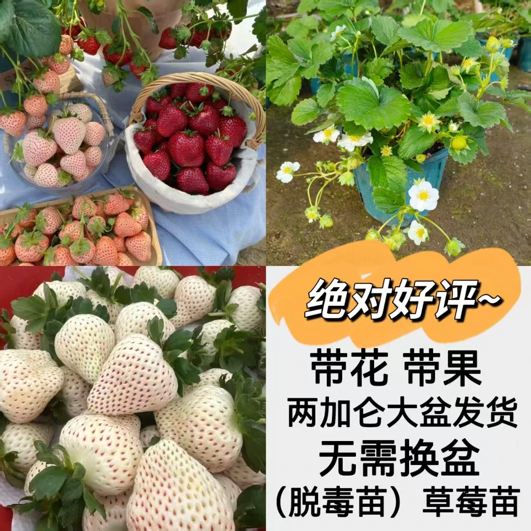 【带花带果】白草莓 草莓苗纯甜无酸 大果  南北方均可种植盆栽