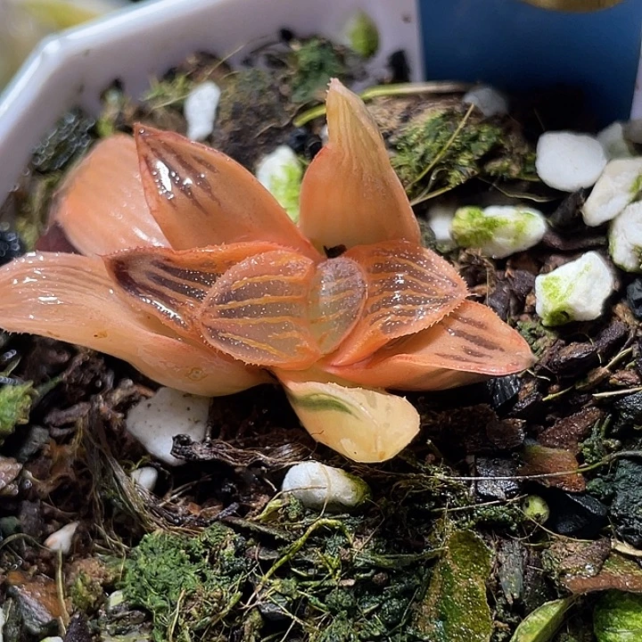 676糊斑夜想锦特选福利