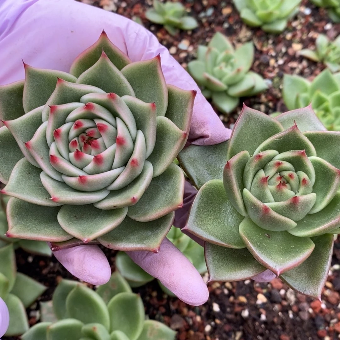 无花朵东云系多肉植物