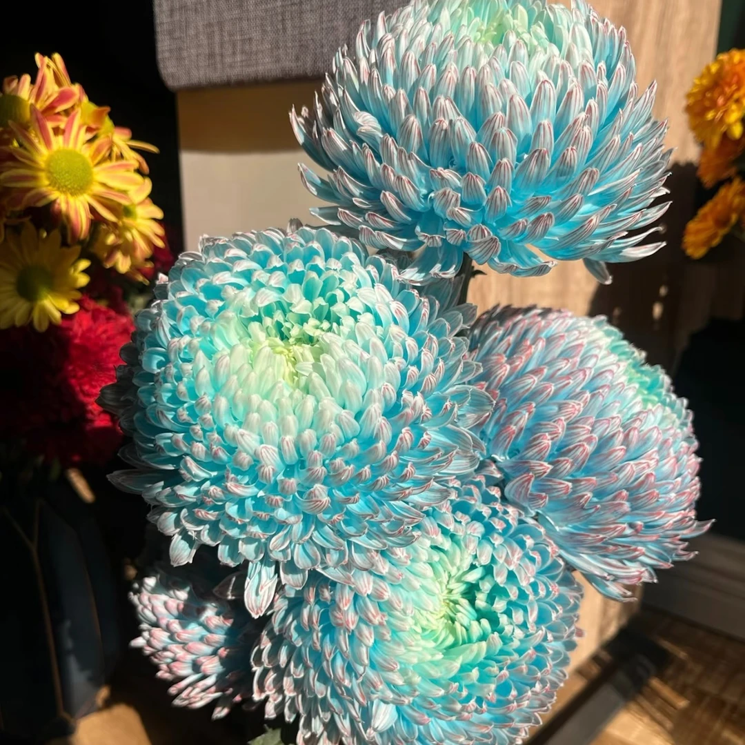 云南直发鲜花青花瓷牡丹菊云南A级鲜花冷链包邮基地鲜花家用鲜花