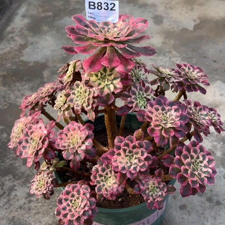 832红铜超白28厘米左右