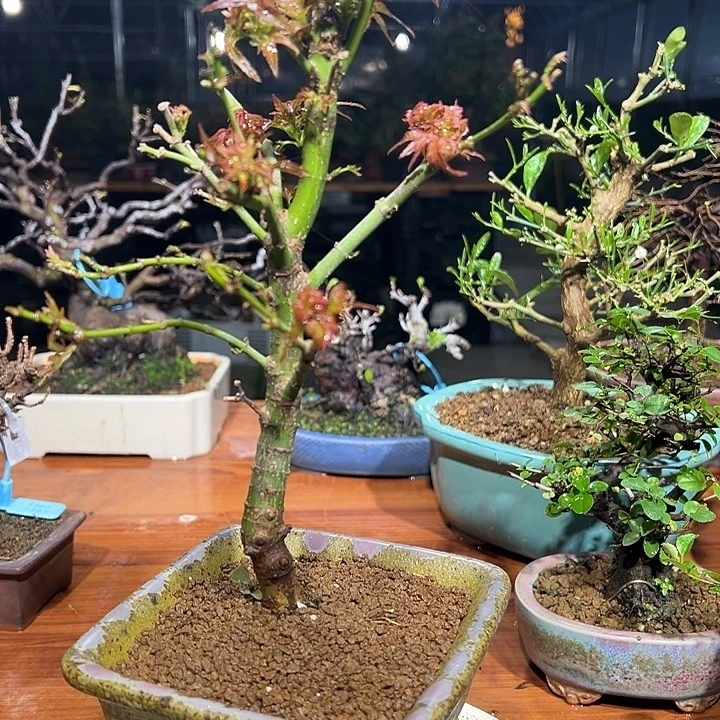 名***.无花朵红狮子头枫树盆景