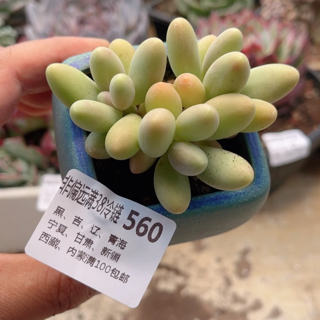 560糖果美人德华多肉