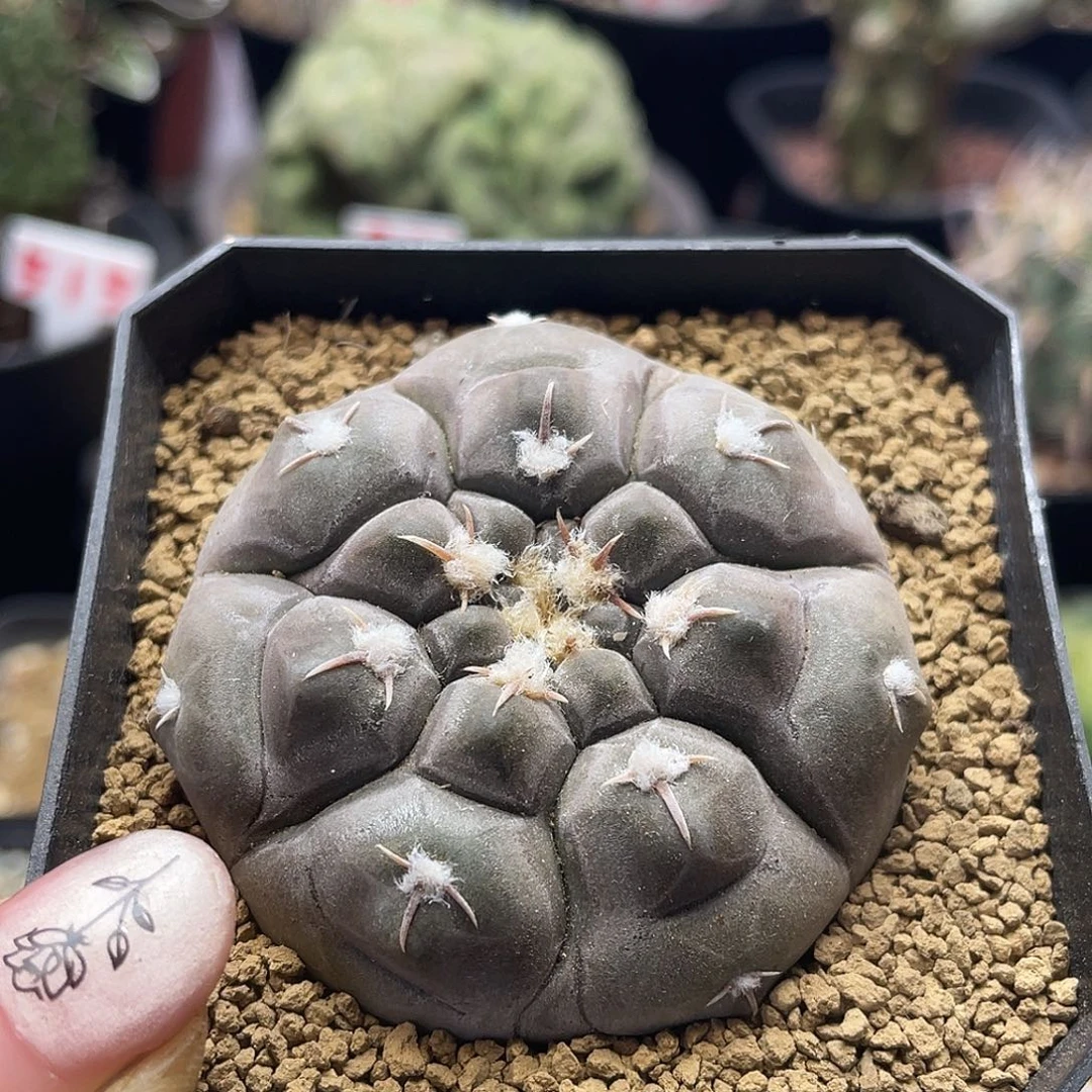 实生紫皮龟甲铅皮仙人球