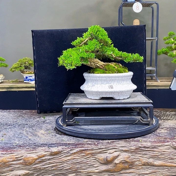 无花朵黄杨盆景四季常青