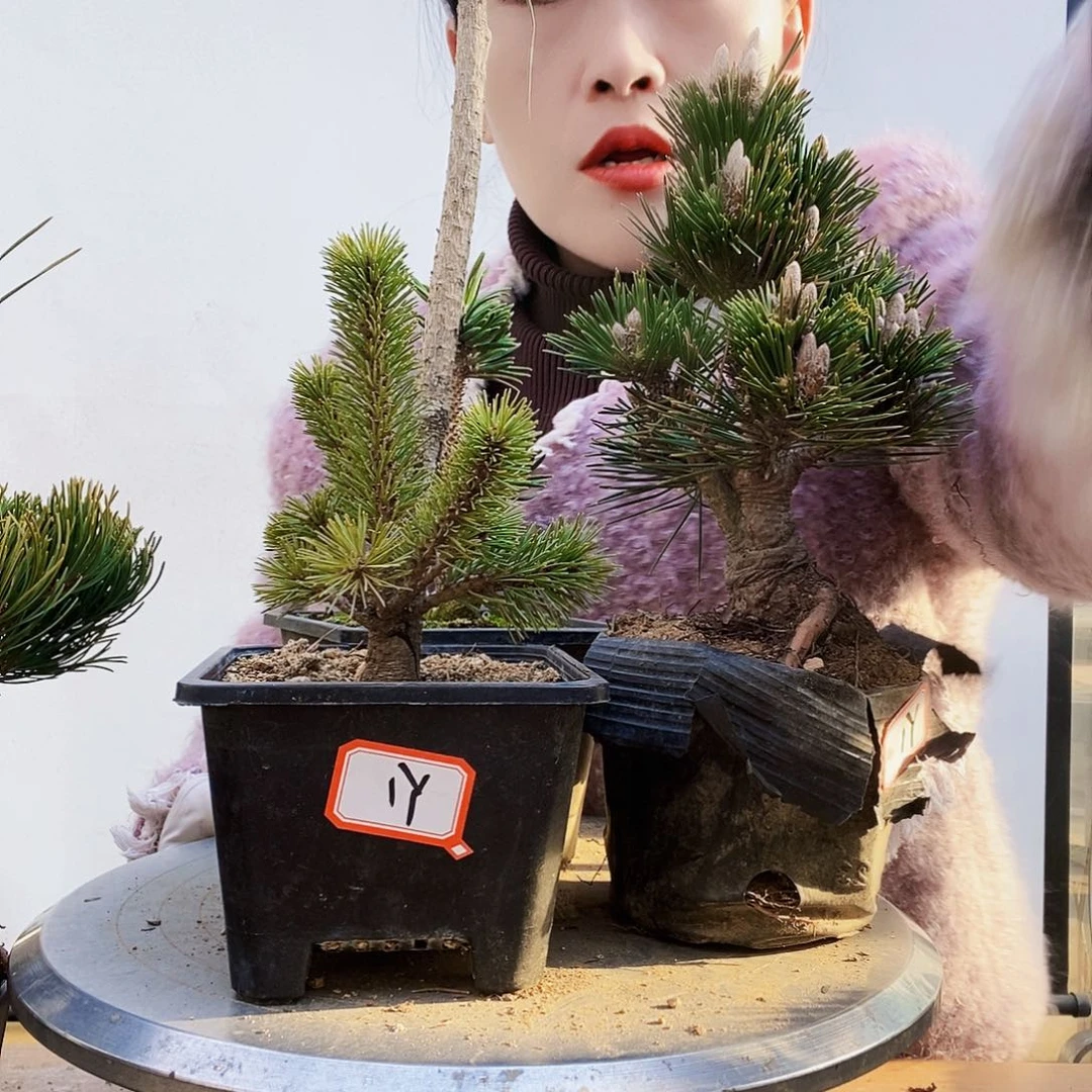 植物形态多年生草本