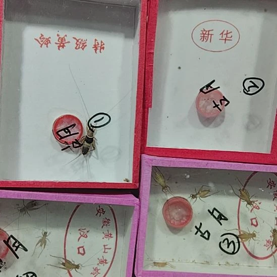 蟋蟀新华大黄十水墨十两盒小黄