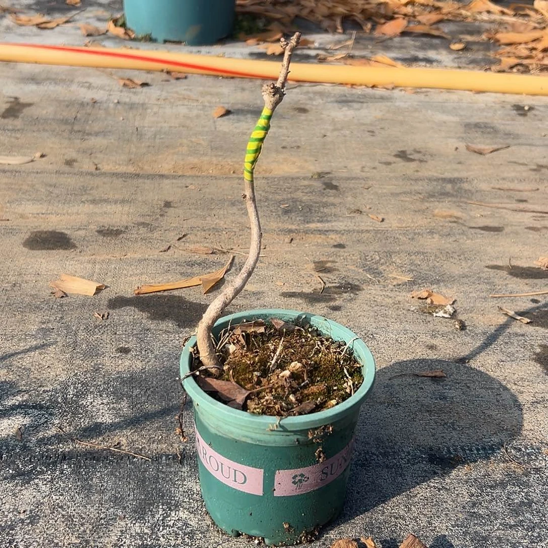 收***人无花朵银杏盆景带盆