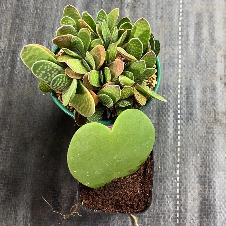 子宝裙加仑盆➕一片心组合