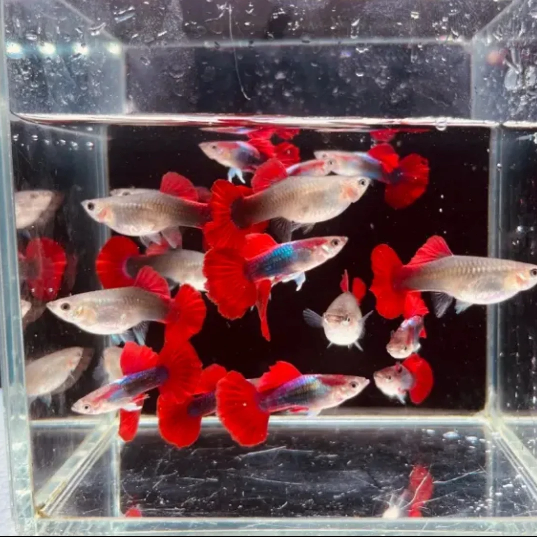 精品菊花帆褶扇孔雀鱼 小型热带淡水鱼