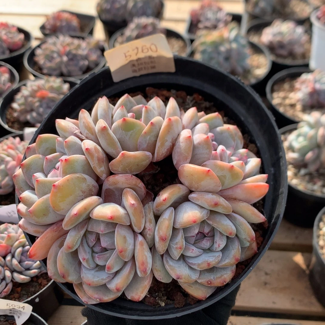 13厘米五头紫皮石榴籽 无砍 5760