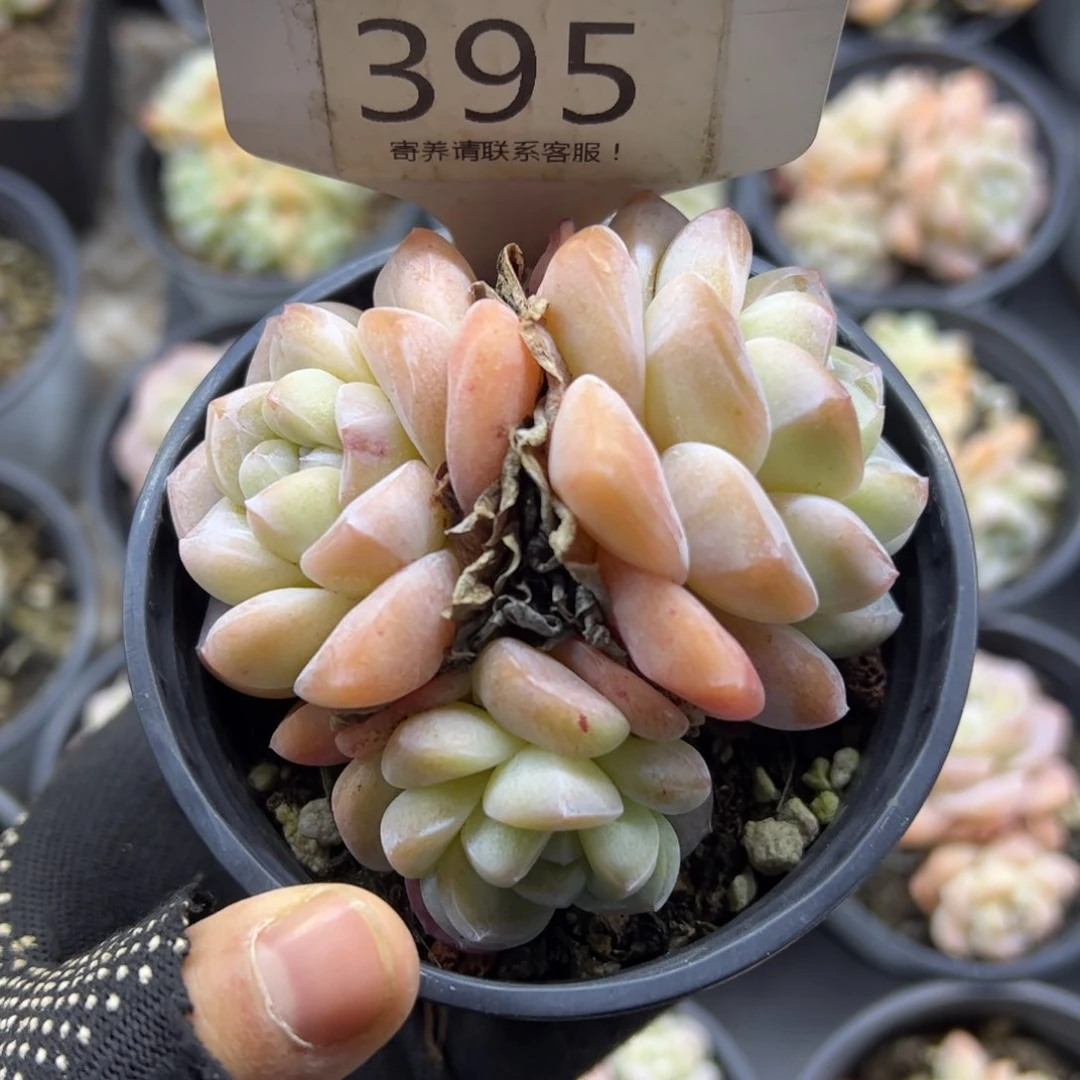 红陶逝**莲395号多肉植物