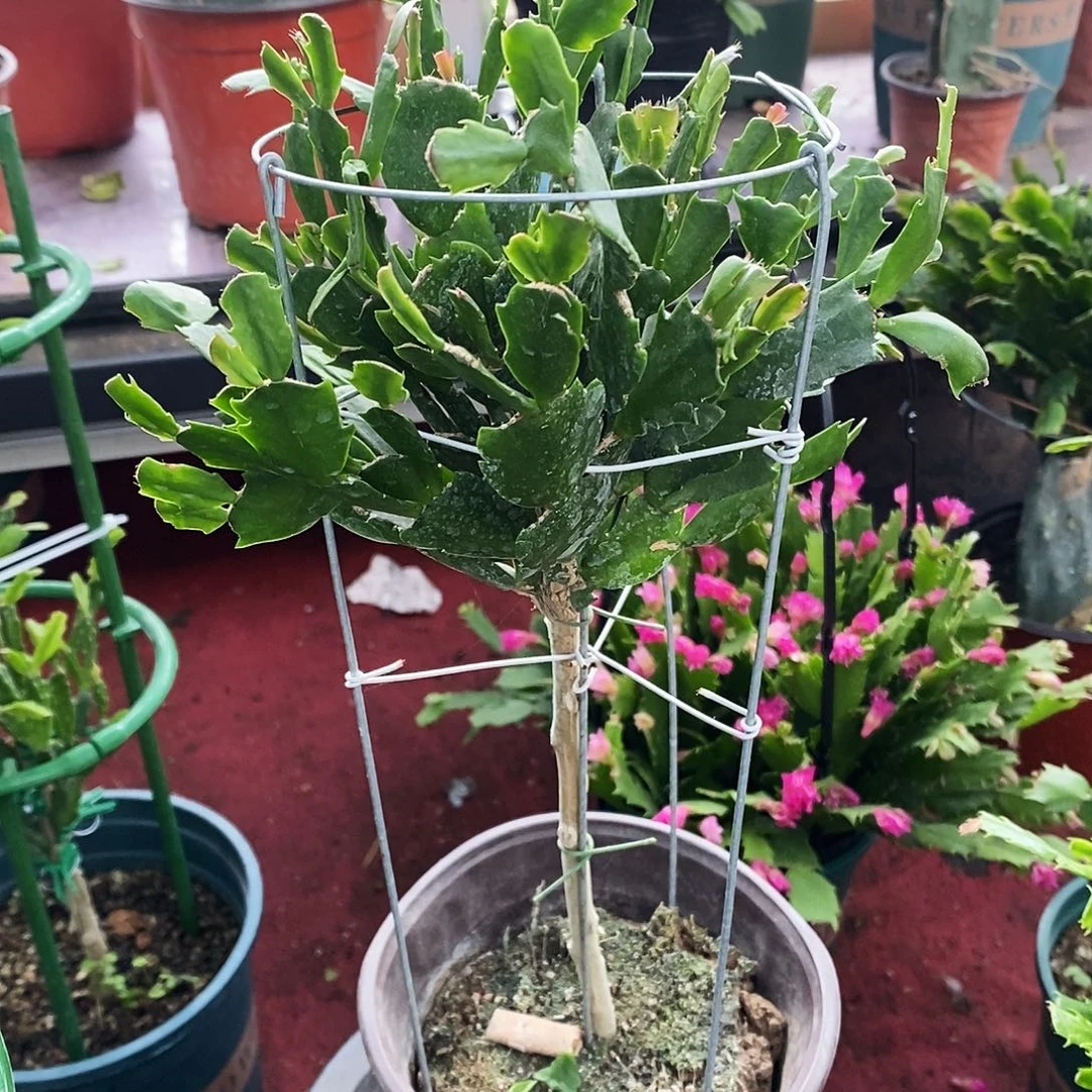 珍***姐无花朵福利款黄金