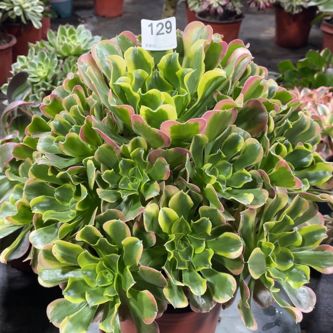 特斯拉老桩法师锦