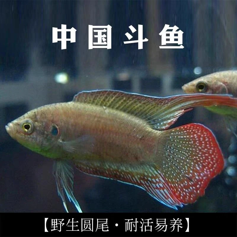稀有中国斗鱼满天星圆尾斗鱼小型鱼冷水鱼懒人鱼简单易养包邮到家