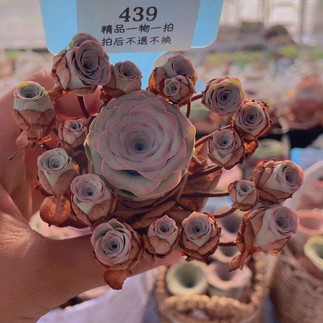山地玫瑰439断枝不包损不售后