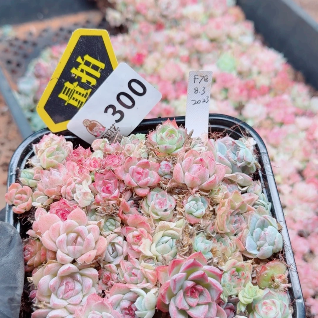 多肉植物多肉植物