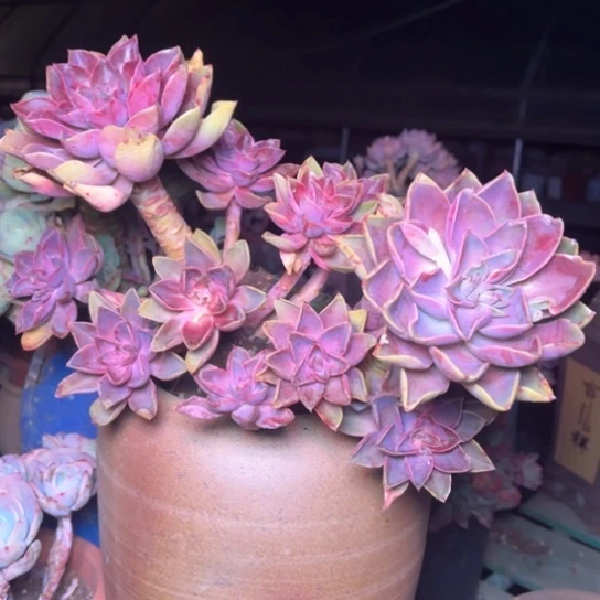 ԅ****多肉植物的植物