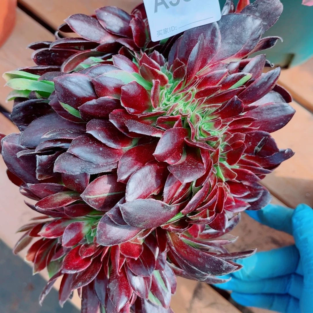 多肉植物531福利